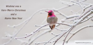 hummingbird.winter.2